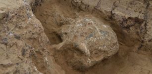 Intriguing 1-Million-Year-Old Skull Offers Key Clues To Human Evolution