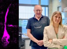 Microscopy picture of a dividing basal radial glial cell, a progenitor cell type that generates neurons during brain development. Modern human TKTL1, but not Neandertal TKTL1, increases basal radial glia and neuron abundance. Credit: Pinson et al., Science 2022 / MPI-CBG Left: Microscopy picture of a dividing basal radial glial cell, a progenitor cell type that generates neurons during brain development. Modern human TKTL1, but not Neandertal TKTL1, increases basal radial glia and neuron abundance. [less] © Pinson et al., Science 2022 / MPI-CBG; Right: Anneline Pinson is a researcher in Wieland Huttner's group. © MPI-CBG