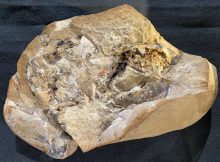 380-Million-Year-Old Heart - The Oldest Ever Found Sheds new Ligh On Evolution Of Human Bodies