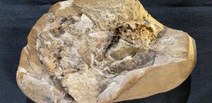 380-Million-Year-Old Heart - The Oldest Ever Found Sheds new Ligh On Evolution Of Human Bodies
