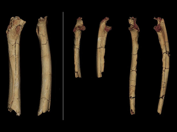 Early Humans Were Walking 7 Million Years Ago - Hominin Fossils Reveal