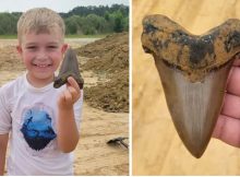 Young Boy Finds A Huge Tooth From A Prehistoric Shark In South Carolina