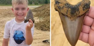 Young Boy Finds A Huge Tooth From A Prehistoric Shark In South Carolina