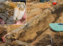 A Half-A Million-Year-Old Well-Preserved Elephant Tusk Unearthed In Israel