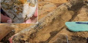 A Half-A Million-Year-Old Well-Preserved Elephant Tusk Unearthed In Israel