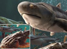 Fish Fossils Rewrite Evolutionary History - A New Study Shows