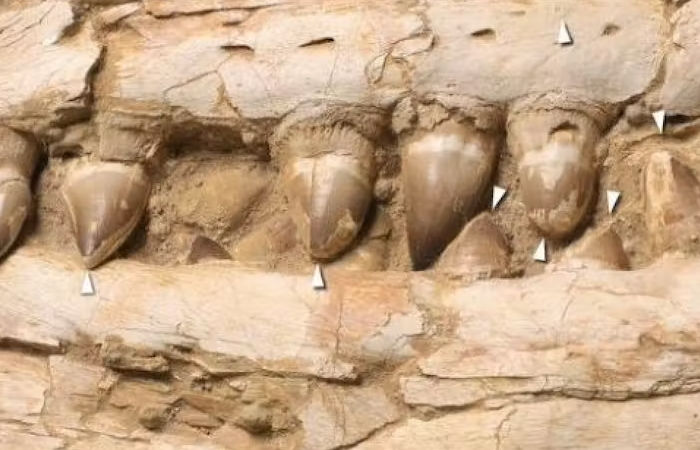  Sea Monsters Were Real Millions Of Years Ago New Fossils Tell About 