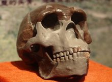 Sinuses Reveal More About The Evolution Of Ancient Humans