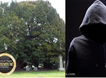 Llangernyw Yew: Chilling Prophecy Of The Oldest Tree In Wales