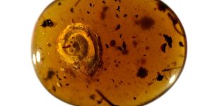 Hairy Snail Discovered In 99-Million-Year-Old Amber