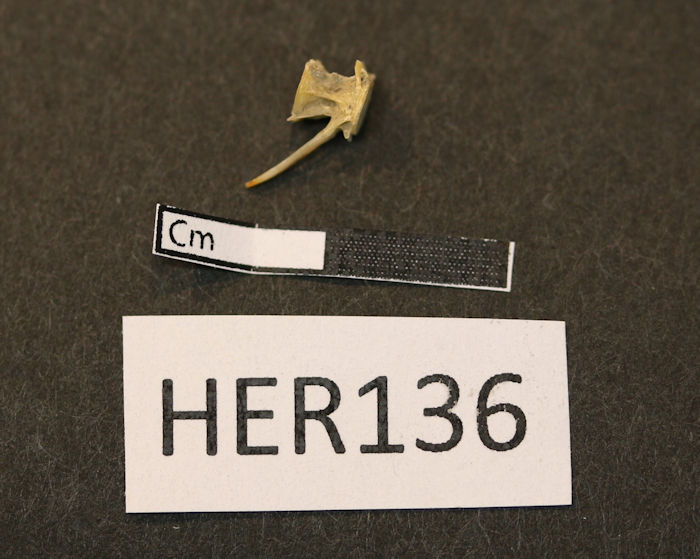 Ancient DNA Pushes Herring Trade Back To The Viking Age