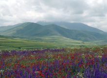 DNA Offers Insights Into The Use Of Plants By Humans In The Paleolithic Age