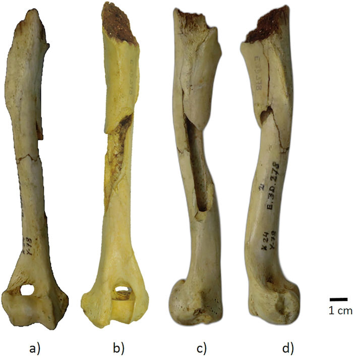 One Of Europe's Most Ancient Domestic Dogs Lived In The Basque Country 17,000 Years Ago