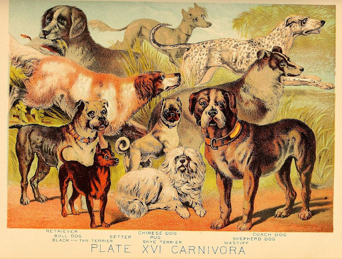 One Of Europe's Most Ancient Domestic Dogs Lived In The Basque Country 17,000 Year Ago