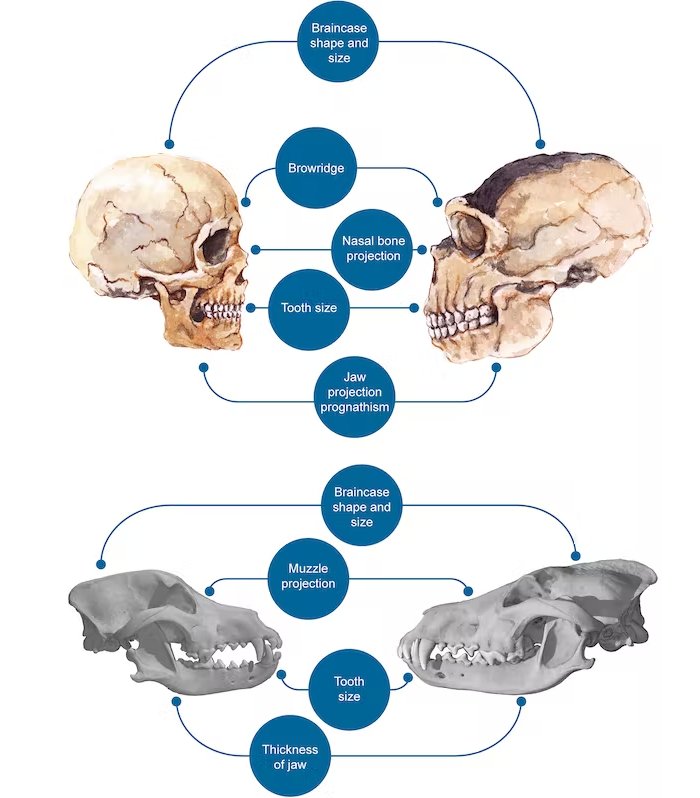 Similarities between modern humans and domesticated dogs, in contrast to archaic humans (here Neanderthal) and wild wolves. Theofanopoulou C PLoS ONE 12(10): e0185306, CC BY