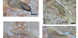 Enigmatic Footprints Reveal Humans Were In Spain 200,000 Years Earlier Than Previously Thought