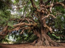 Evolution Of Tree Roots Led To Ancient Mass Extinctions - Geologists Say