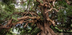 Evolution Of Tree Roots Led To Ancient Mass Extinctions - Geologists Say