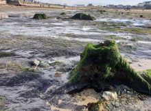 Amazing Prehistoric Forest Submerged Under Water Thousands Of Years Ago Re-Emerges On Welsh Beach