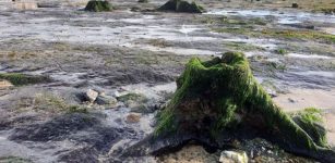 Amazing Prehistoric Forest Submerged Under Water Thousands Of Years Ago Re-Emerges On Welsh Beach