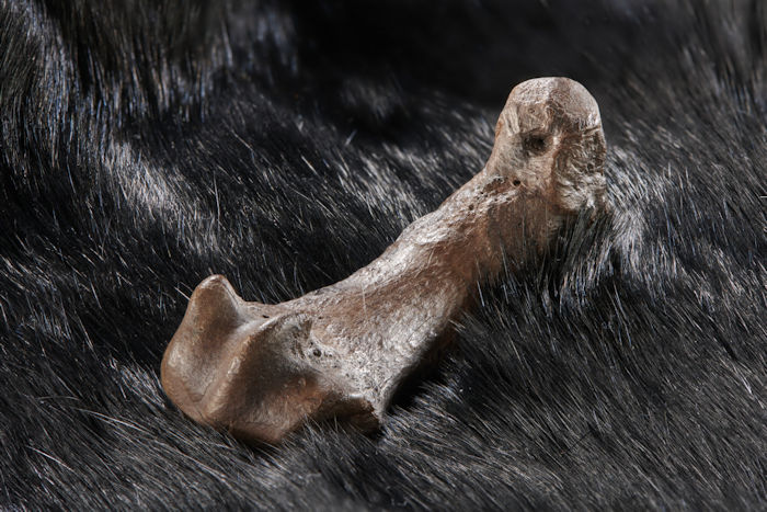 Evidence Humans Have Been Using Bear Skins For At Least 300,000 Years Discovered