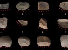 Earliest Evidence Of Rice Harvesting Provided By China's Ancient Stone Tools