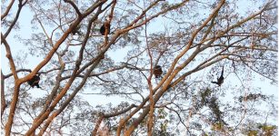 Early Humans May Have First Walked Upright In The Trees 7 Million Years Ago