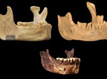 Mysterious Jawbone May Represent Earliest Presence Of Humans In Europe