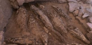 Mummified Crocodiles Provide Insights Into Mummy-Making Over Time