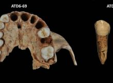 Three of the seven premolars belonging to Homo antecessor analyzed in this study/Laura Martín-Francés