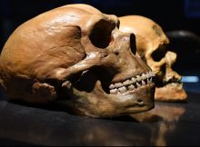 Human And Neanderthal Brains Have A Surprising 'Youthful' Quality In Common - New Study