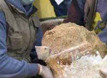 Fossilized Million-Year-Old Human Skull Of Yunxian Man Excavated In China