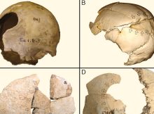 Violence Was Widespread In Early Farming Society - New Study