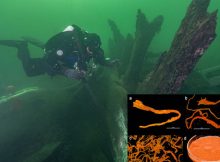 Treasure Trove Of Spices Found On The Sunken Medieval Ship Gribshunden