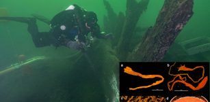 Treasure Trove Of Spices Found On The Sunken Medieval Ship Gribshunden