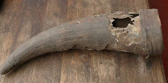 500-Year-Old Horn Container Discovered In South Africa Sheds Light On Pre-Colonial Khoisan Medicines