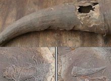 500-Year-Old Horn Container Discovered In South Africa Sheds Light On Pre-Colonial Khoisan Medicines