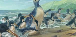 Fossil Bones From The Largest Penguin That Ever Lived Unearthed In New Zealand