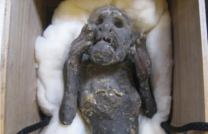 Mystery Of The 'Mummified Mermaid' In Japan Solved! - Ancient Pages