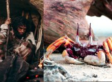 Proof That Neanderthals Ate Crabs 90,000 Years Ago Is Another 'Nail In The Coffin' For Primitive Cave Dweller Stereotypes