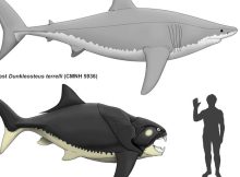 Cleveland's Prehistoric Sea Monster Had A Mouth Twice As Large As A Great White Shark
