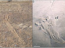 Ancient Giant Amphibians Swam Like Crocodiles 250 Million Years Ago - New Study