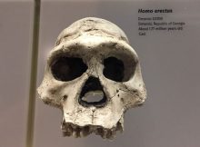 Brain Of The Homo Erectus Fossil With The Lowest Cranial Capacity Examined