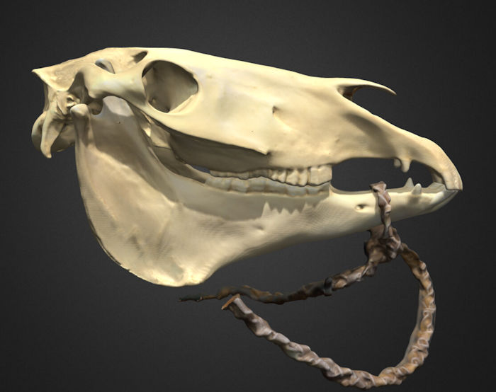 The Untold History Of The Horse In The American Plains Revealed