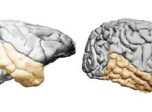 Suprising Evolution Discovery - Human Temporal Lobes Are Not Very Large In Comparison With Other Primates