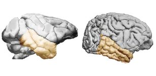 Suprising Evolution Discovery - Human Temporal Lobes Are Not Very Large In Comparison With Other Primates