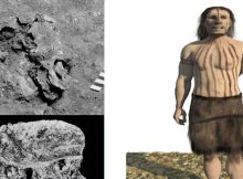 Re-Discovered Ancient Ksâr 'Akil Fossils Shed New Light On Human Evolution