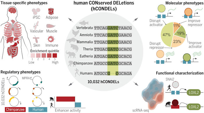 "Deleted" Pieces Of DNA May Be What Made Us Human - Scientists Say