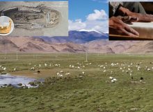 Research Reveals A 3,500-Year History Of Dairy Consumption On The Tibetan Plateau