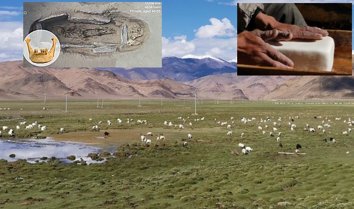 Research Reveals A 3,500-Year History Of Dairy Consumption On The Tibetan Plateau